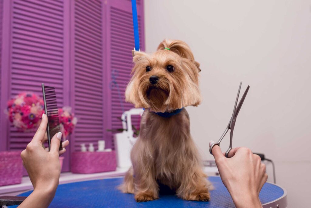 A cute dog with a grooming hair cut from a person