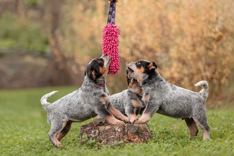 Three cute dogs playing with a piece of cloth