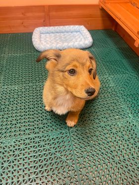 A cute puppy with rich brown and golden color fur