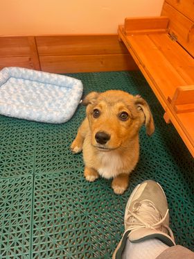 A close-up picture of a cute puppy standing on a green mat