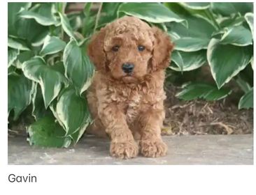 A picture of a puppy named Gavin with curly fur