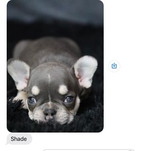 A picture of a puppy named Shade with greyish brown fur