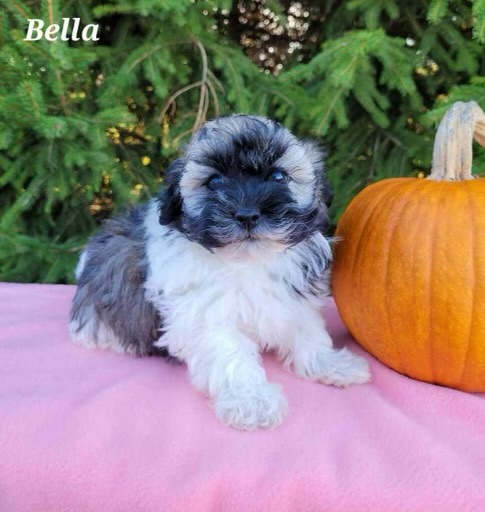 A small black and white puppy sitting next to a pumpkin.