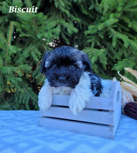 A black and white puppy is sitting in a wooden crate.