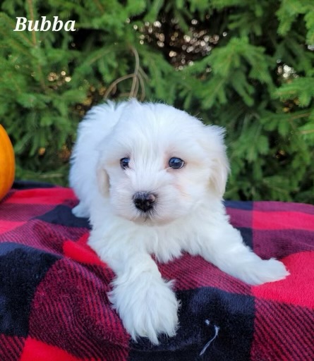 A white puppy is laying on a plaid blanket.