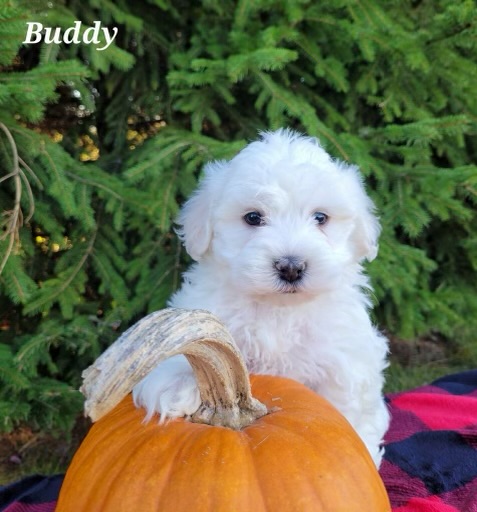 A white puppy sitting on top of a pumpkin.