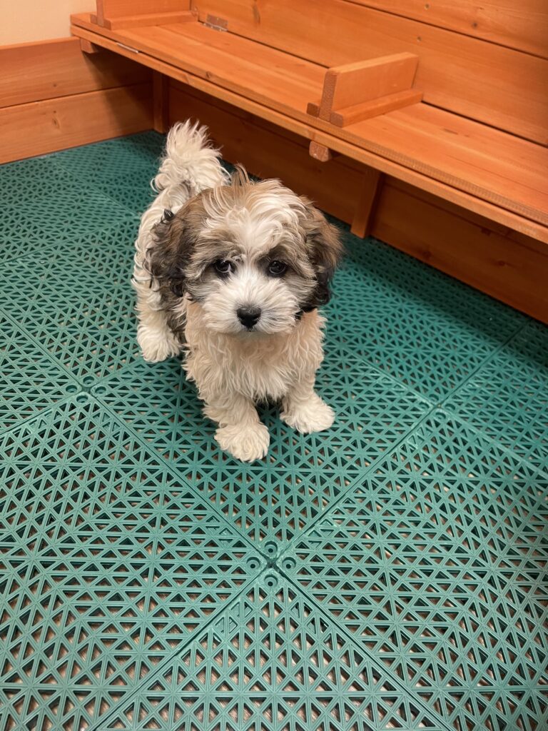 A picture of a 9 weeks old Puppy for sale