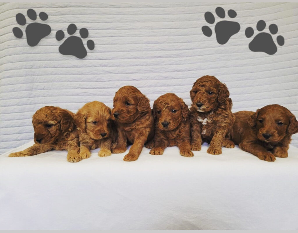 zoomed out litter of puppies