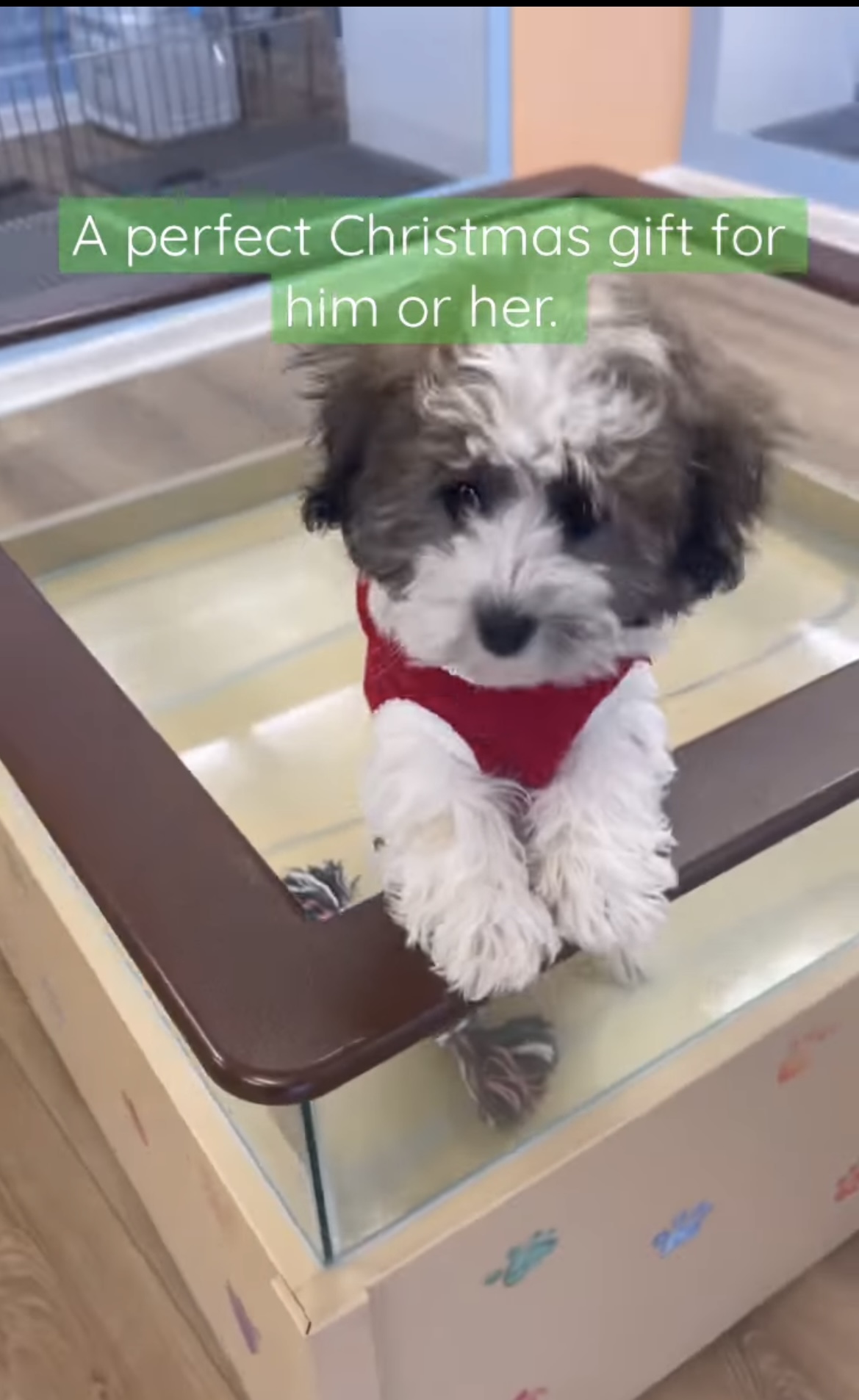 puppy wearing a red shirt