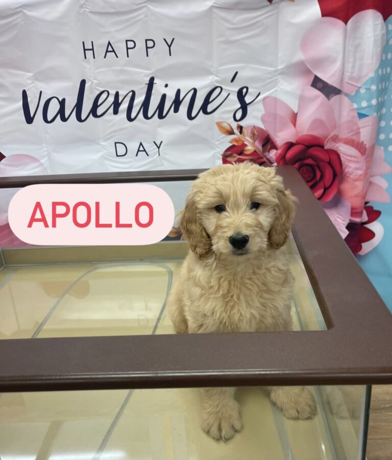 golden white puppy named apollo
