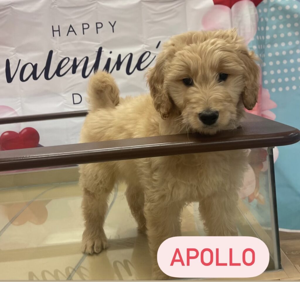 puppy named apollo looking around