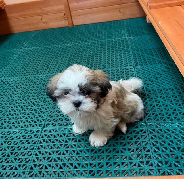 white and brown puppy