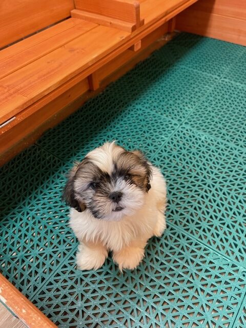 clean, white and brown puppy