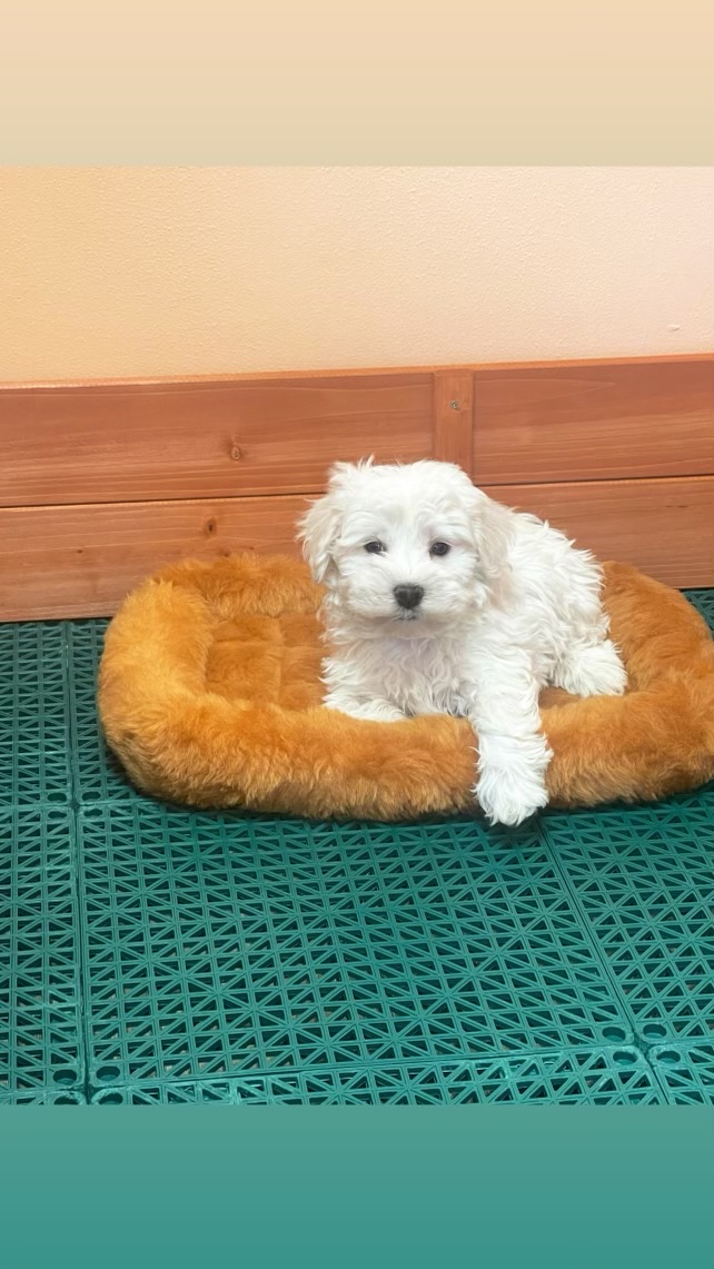 white puppy and an orange bean bag