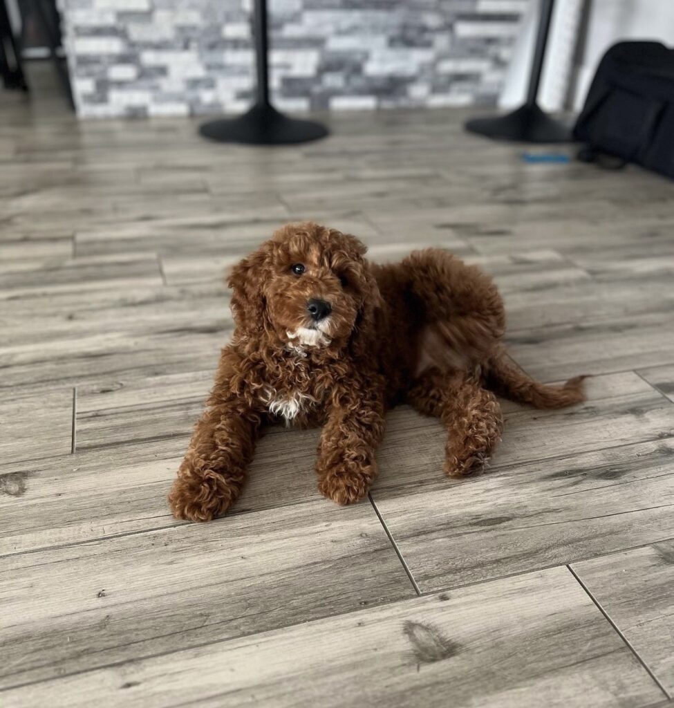 curly, brown-haired puppy with white stomach