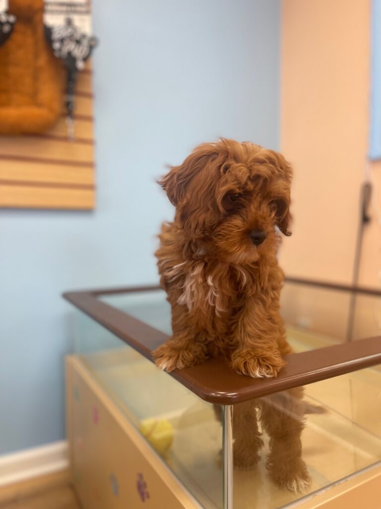 puppy with white fur on paws