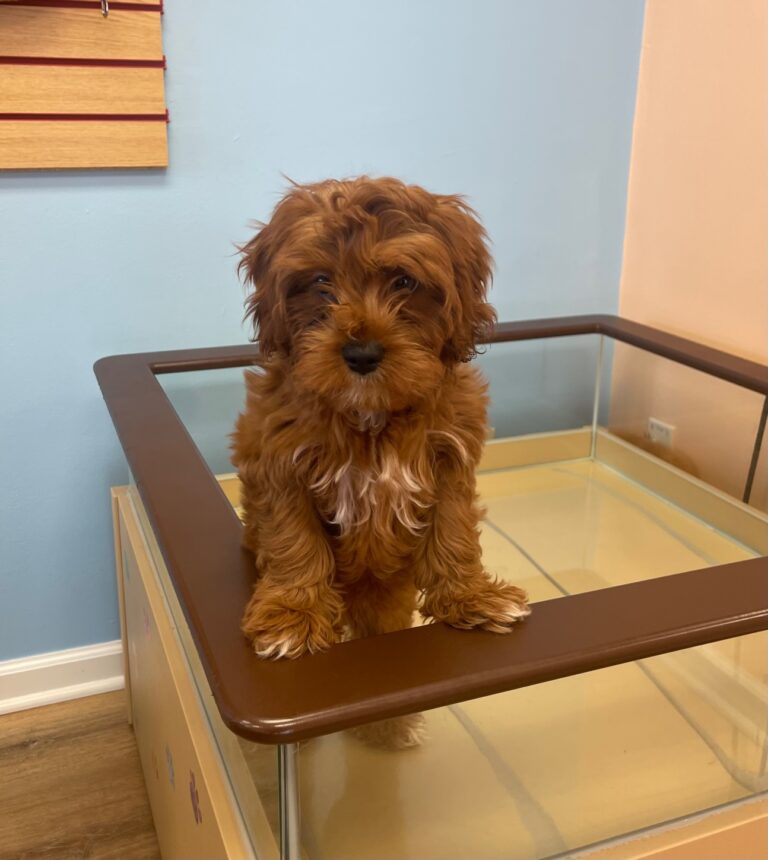 brown and white-haired puppy