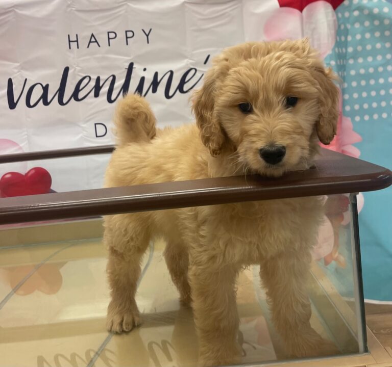 curly golden-haired puppy