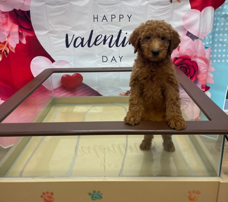 goldendoodle puppy in a glass enclosure