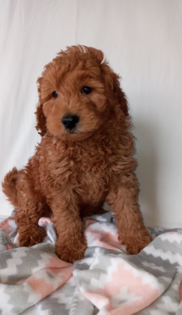 fluffy, black-eyed puppy