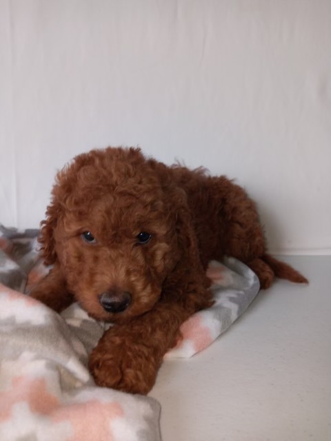 brown puppy looking at the camera