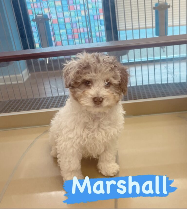 Marshall Mini Aussie Doodle found his forever home