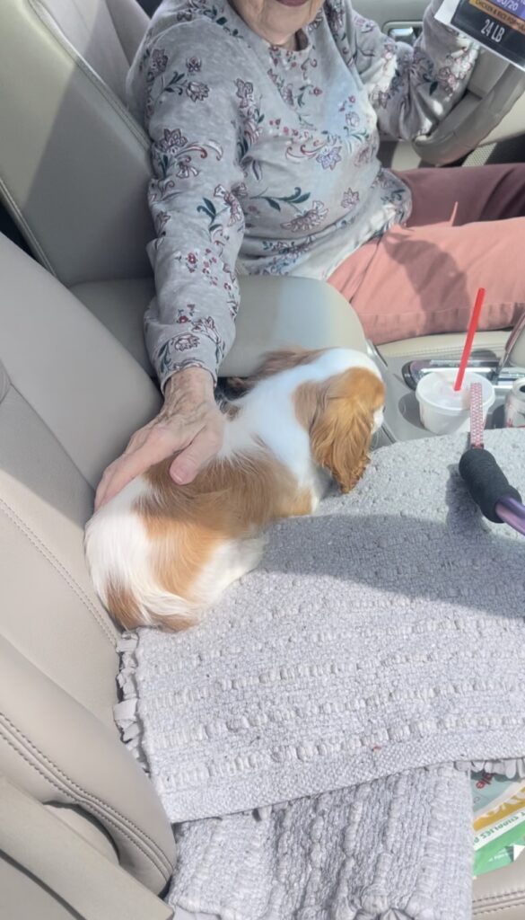 a woman touching a puppy in the car