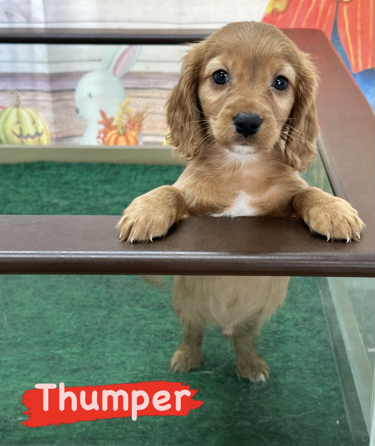 A brown dashalier puppy is standing in a cage with the words thumper.