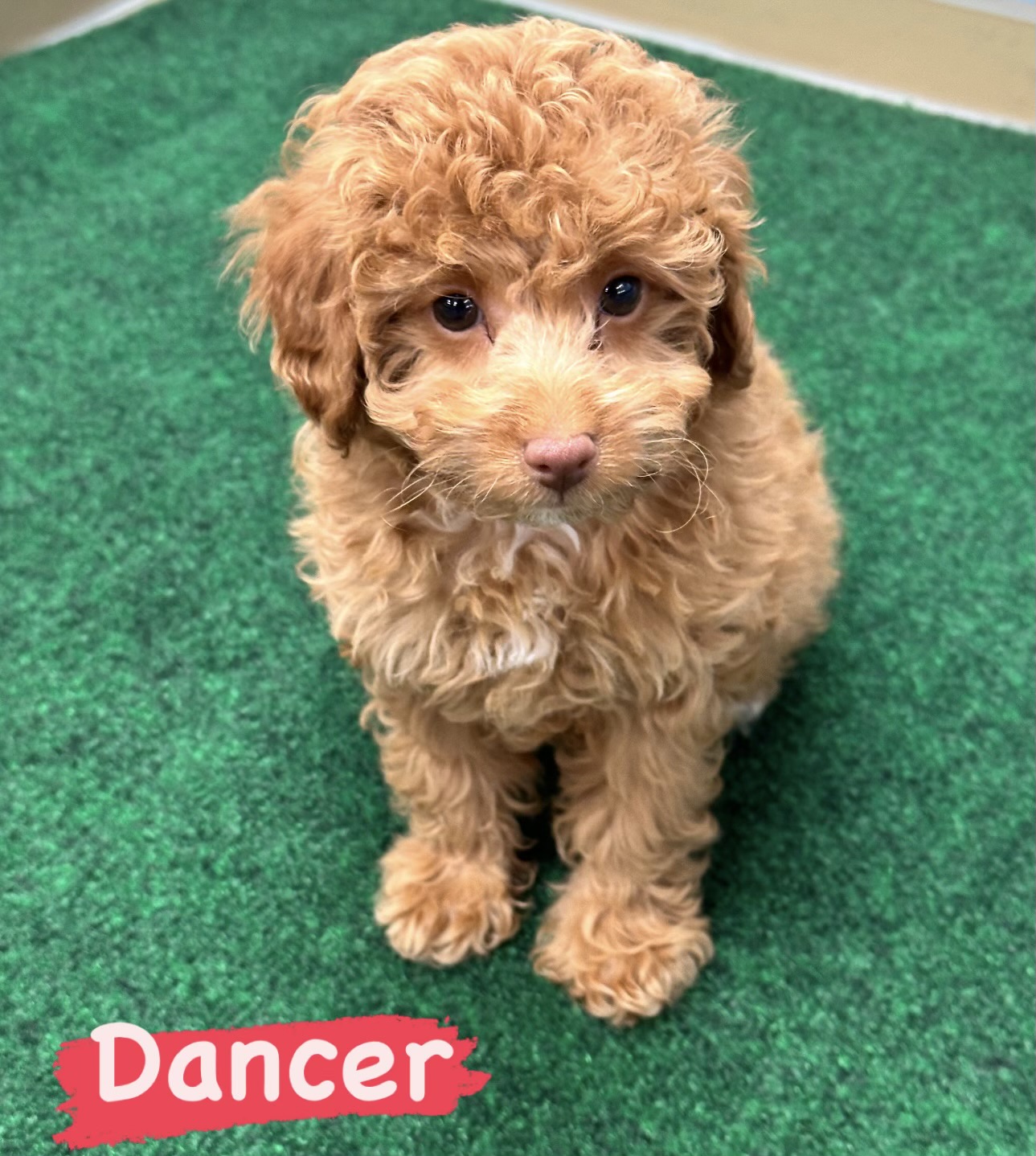 Akc 2024 miniature poodle