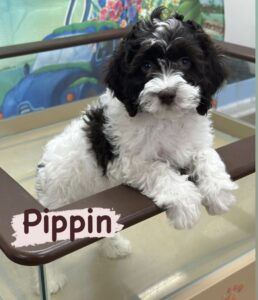Pippin Spoodle dog
