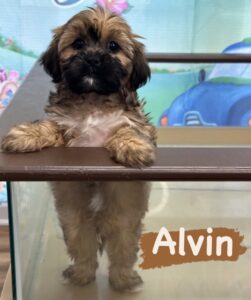 Alvin the puppy standing on a table.