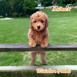 Asher Miniature Poodle