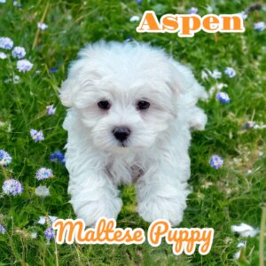 Aspen Maltese