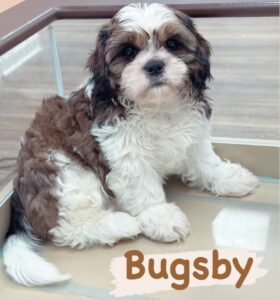 Bugsby the brown and white puppy sits in a glass case.