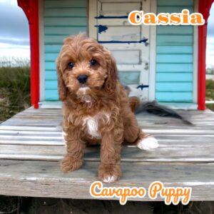 Cassia Cavapoo (2)