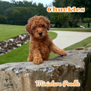 Chuckles Miniature Poodle