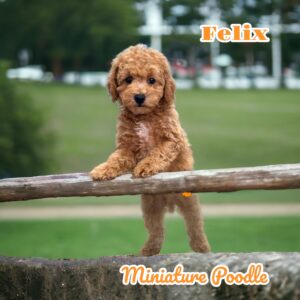 Felix mini poodle