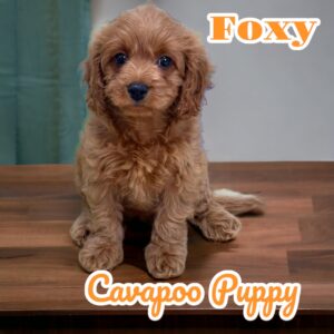 Foxy Cavapoo (1)