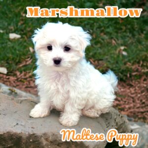 Marshmallow Maltese (1)