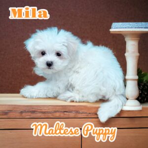 Mila Maltese (1)