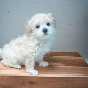 Cute fluffy white puppy on a table.