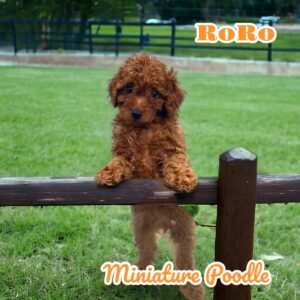 RoRo Miniature Poodle