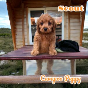 Scout Cavapoos