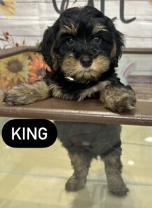 King Mini Goldendoodle