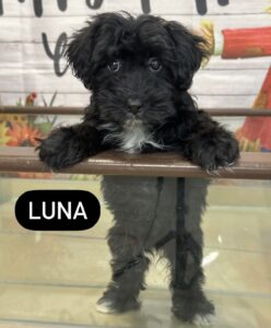 Luna Yorkie-Chon