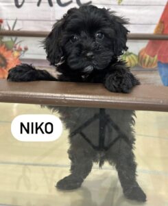 Niko Mini Goldendoodle