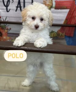 Polo Miniature Poodle