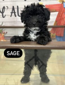 Sage Mini Goldendoodle