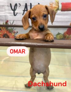 omar Dachshund