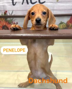 penelope Dachshund